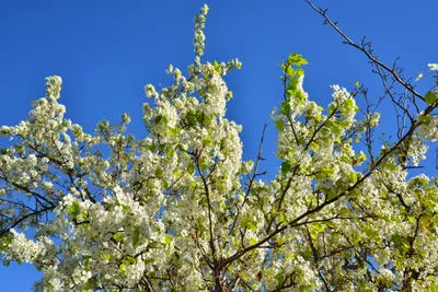 DSC_7213 (Large).JPG